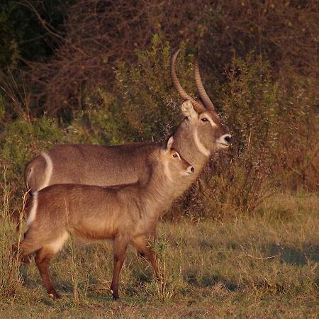 Mziki Safari Lodge Beestekraal  Екстер'єр фото