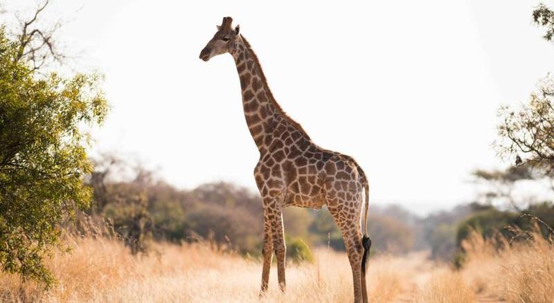 Mziki Safari Lodge Beestekraal  Екстер'єр фото