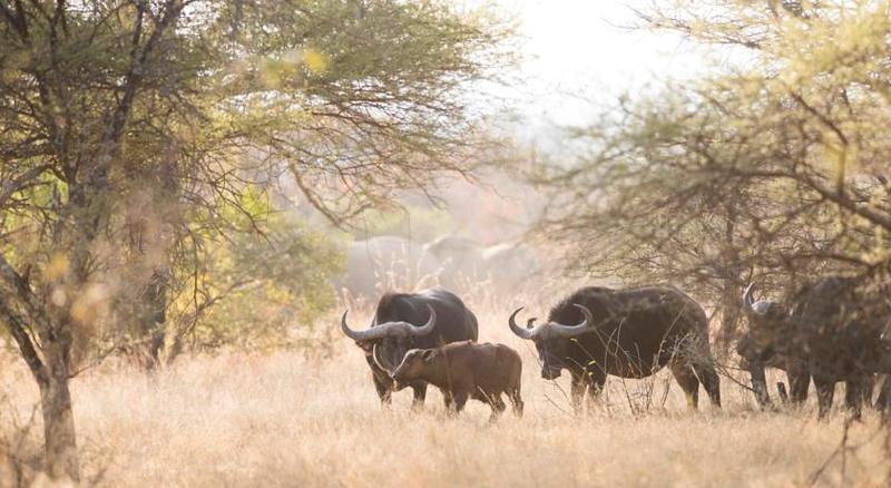 Mziki Safari Lodge Beestekraal  Екстер'єр фото