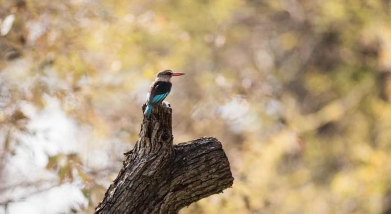 Mziki Safari Lodge Beestekraal  Екстер'єр фото
