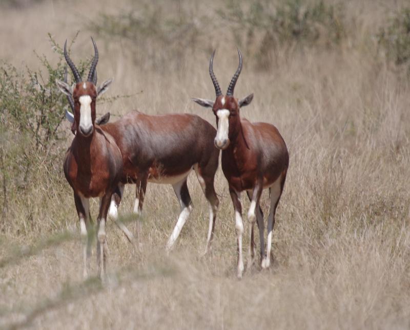 Mziki Safari Lodge Beestekraal  Екстер'єр фото