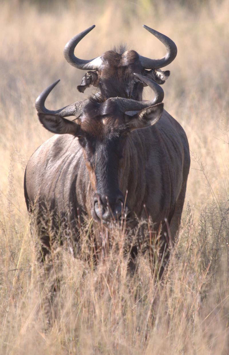 Mziki Safari Lodge Beestekraal  Екстер'єр фото
