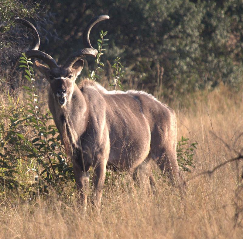 Mziki Safari Lodge Beestekraal  Екстер'єр фото