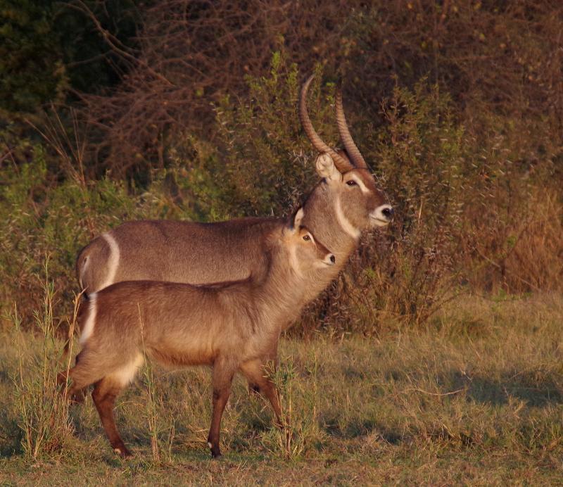 Mziki Safari Lodge Beestekraal  Екстер'єр фото