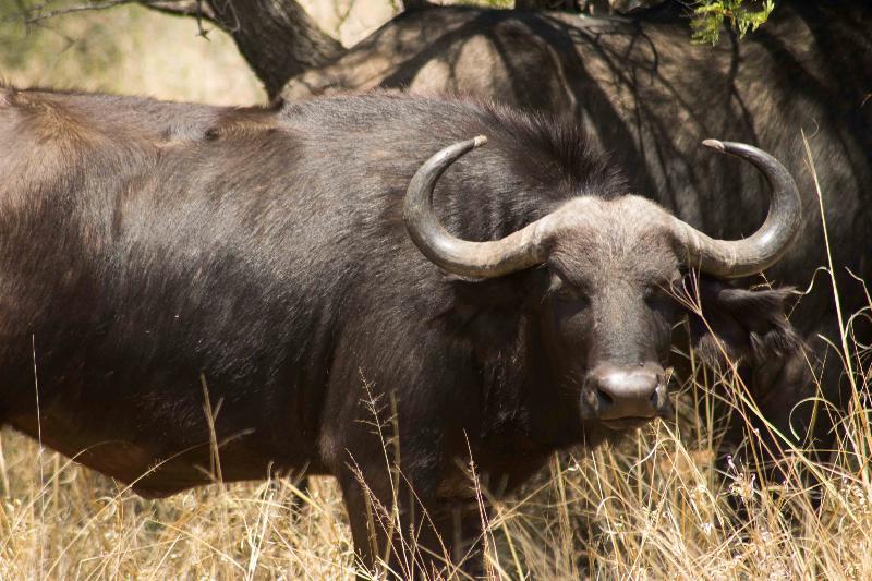 Mziki Safari Lodge Beestekraal  Екстер'єр фото