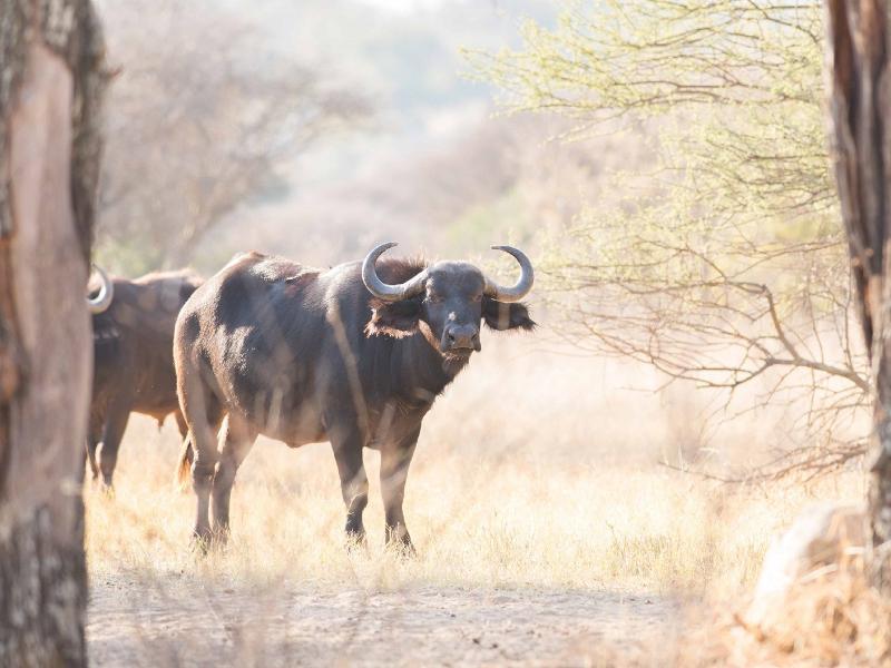 Mziki Safari Lodge Beestekraal  Екстер'єр фото